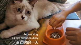 美食与萌宠的盛宴，猫小九最新吃播