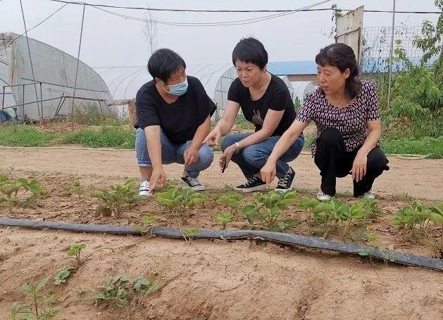 安阳草莓采摘园最新体验，尽享甜蜜采摘之旅