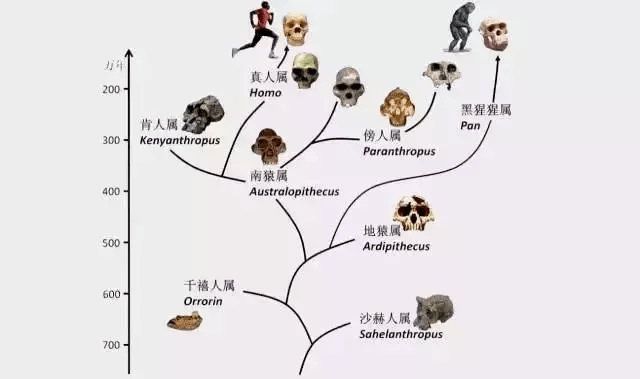 一码一肖100%的资料,动态调整策略执行_交互版72.129